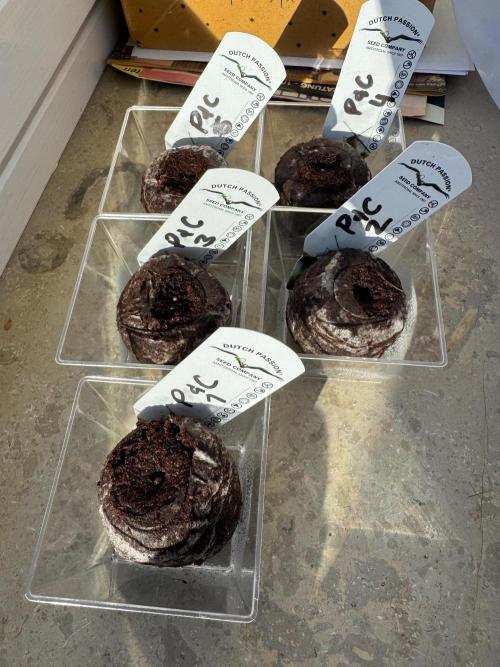 Peaches and Cream Regular. Week 0
