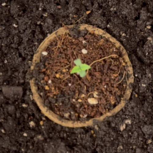 Tent-X Ultimate Grow Challenge / Mr2toke