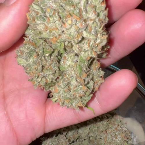 2nd Grow!! Strawberry Pie Auto