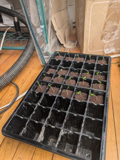 420 fast buds champion line. Week 0