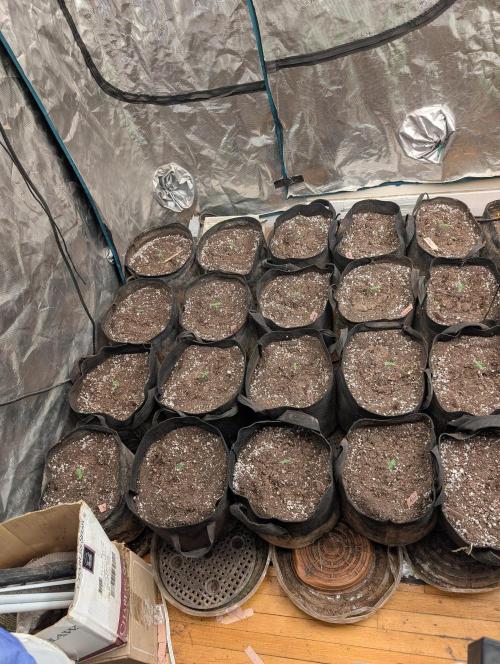 420 fast buds champion line. Week 1
