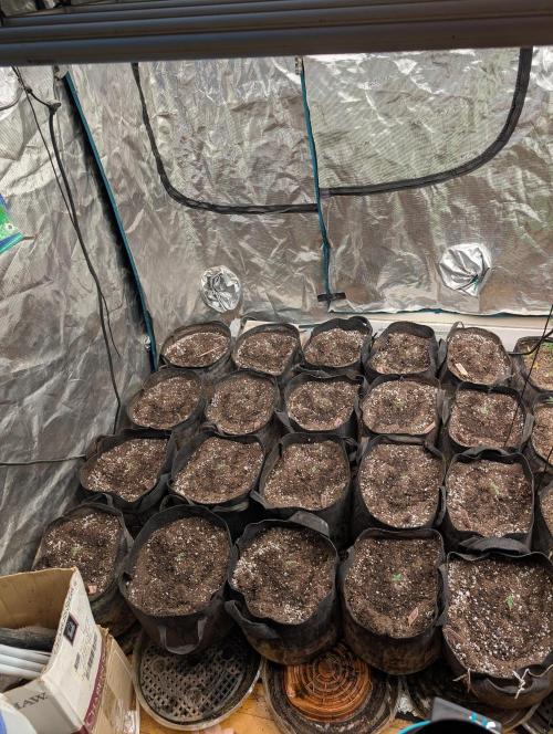 420 fast buds champion line. Week 1