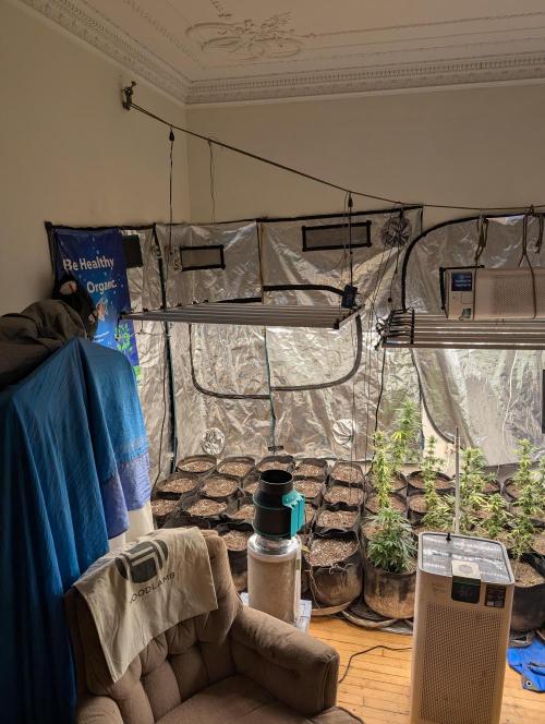 420 fast buds champion line. Week 1 - watch! the small plants on the right will now explode from just air added to soil 