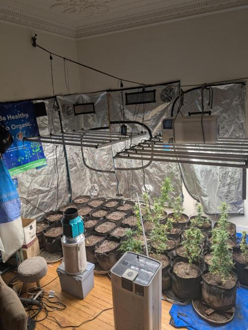 420 fast buds champion line. Week 1