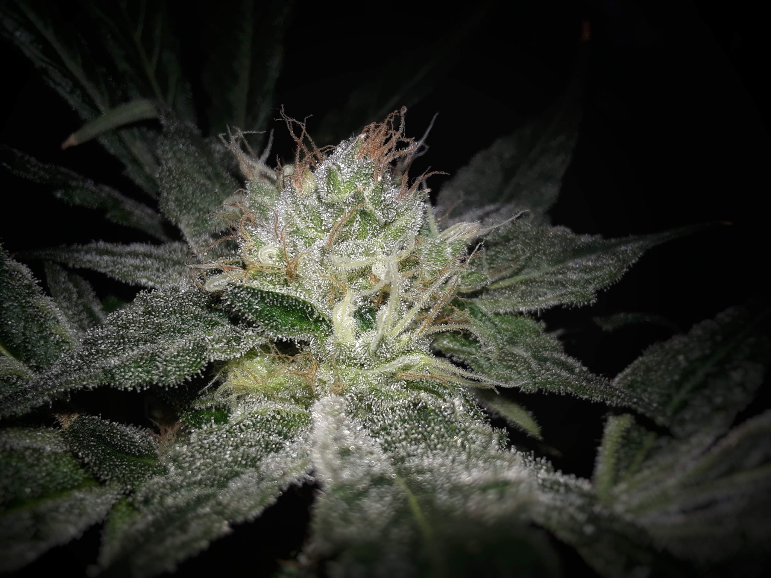 Barney's Farm Peppermint Kush grow diary (journal) week7 by