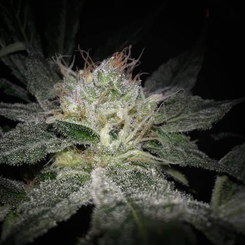 Barney's Farm Peppermint Kush grow journal by InkedBluntRaps GrowDiaries