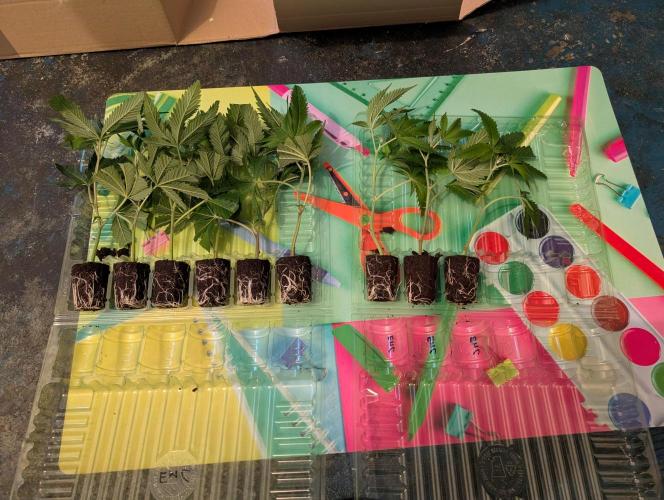 Emergen C #1. Week 1 - Die Ladys sind endlich da.