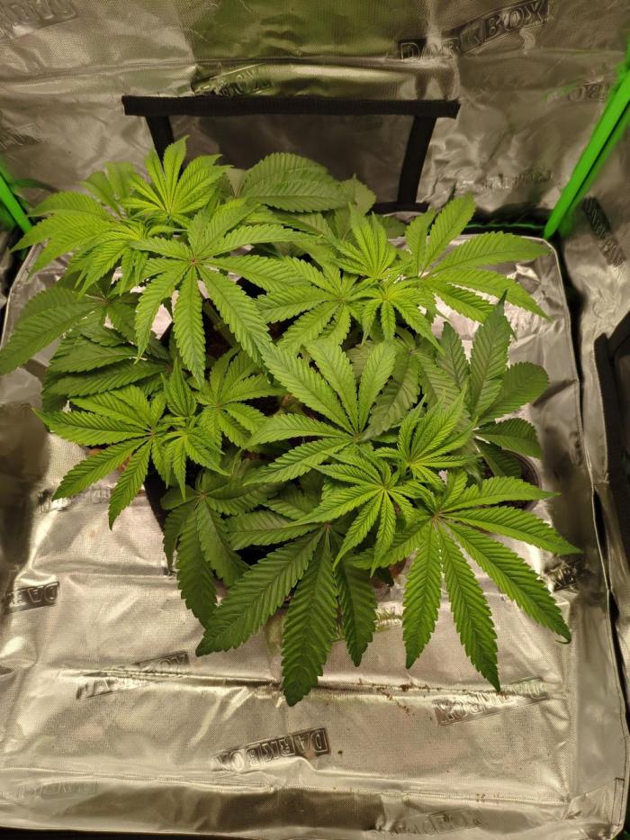 Peyote Critical. Week 6