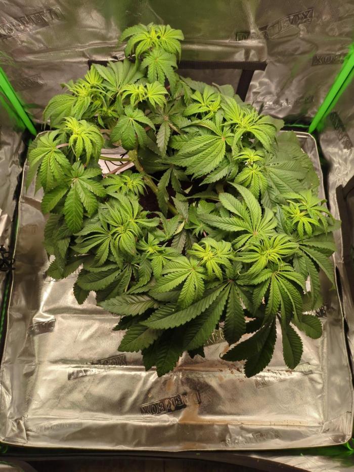 Peyote Critical. Week 7