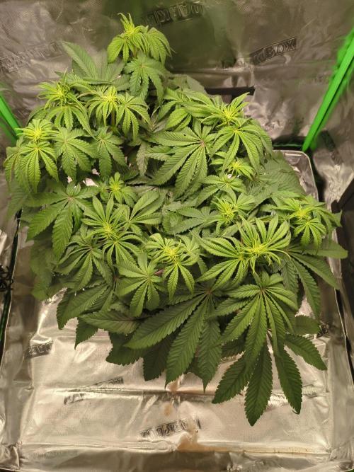 Peyote Critical. Week 8