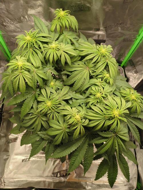 Peyote Critical. Week 8