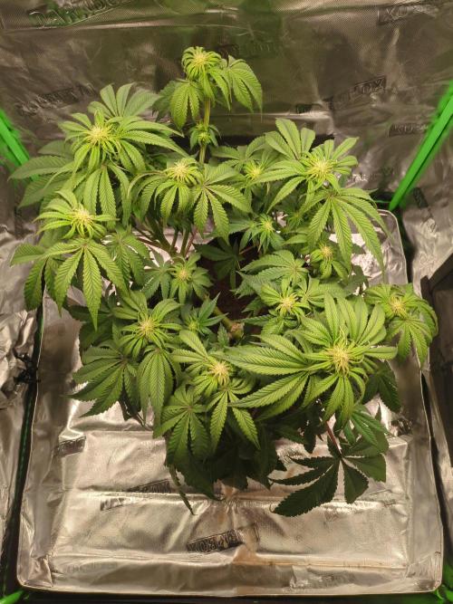 Peyote Critical. Week 8