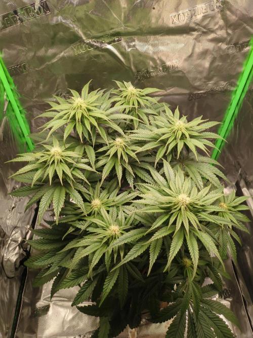 Peyote Critical. Week 9