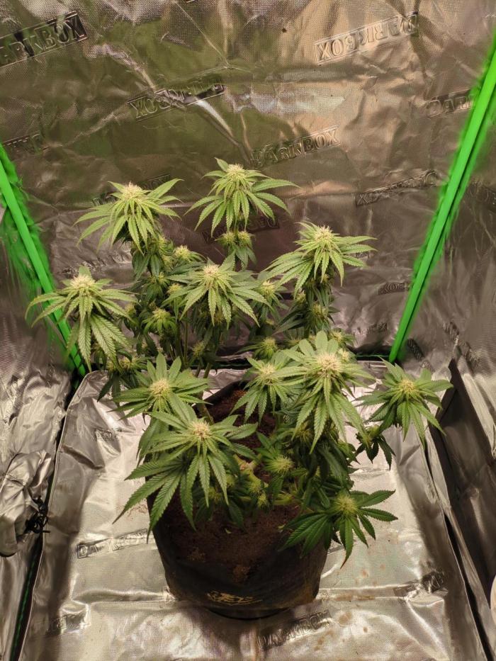 Peyote Critical. Week 10