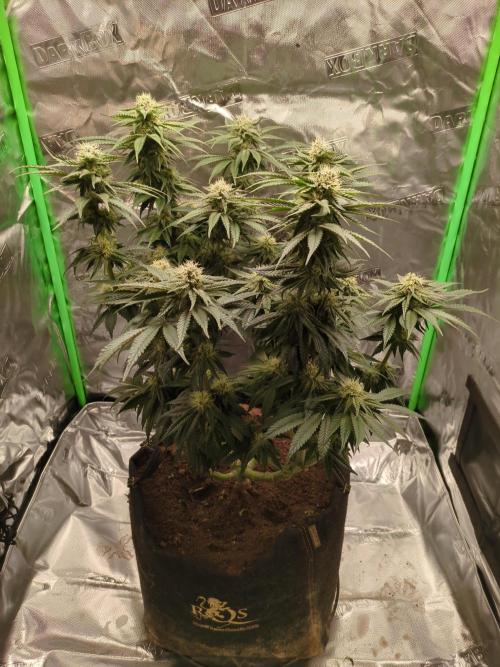 Peyote Critical. Week 11