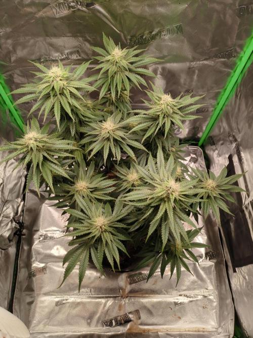 Peyote Critical. Week 11