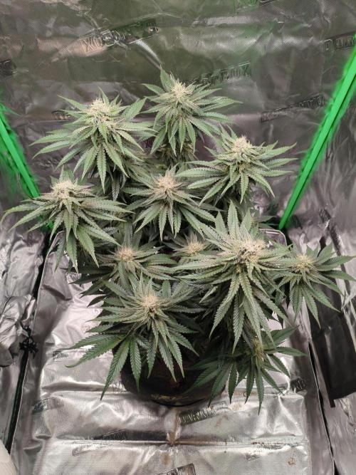 Peyote Critical. Week 11