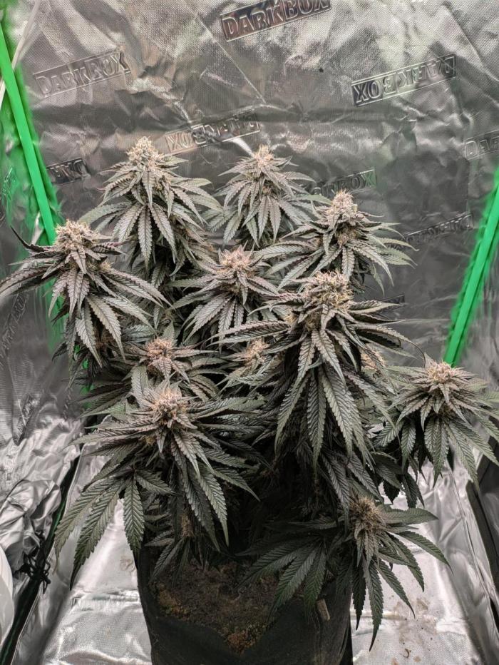 Peyote Critical. Week 13