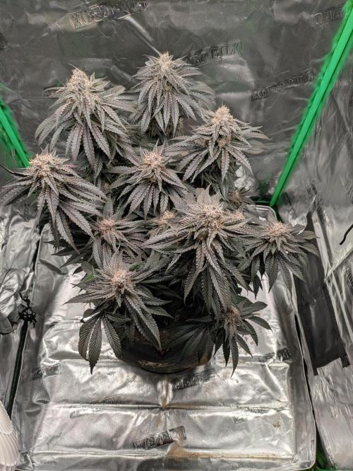 Peyote Critical. Week 14