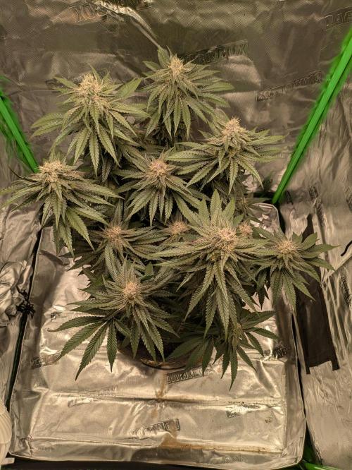 Peyote Critical. Week 12