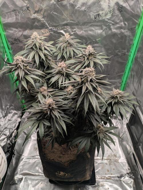 Peyote Critical. Week 12