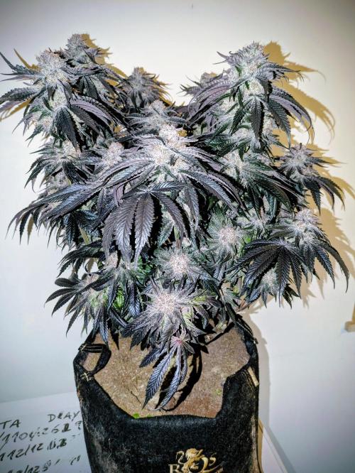 Peyote Critical. Week 15