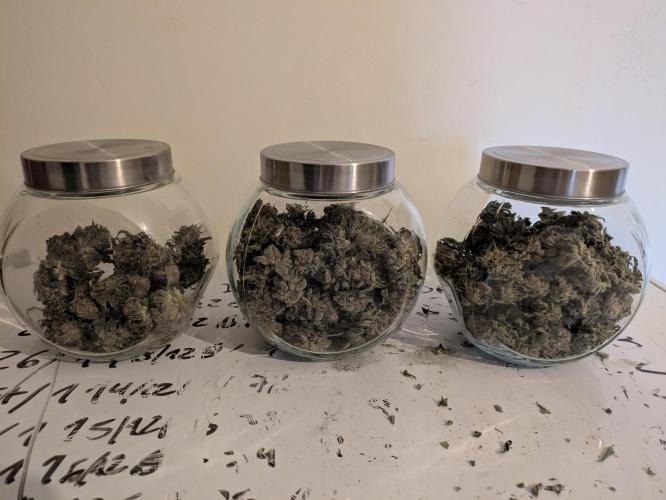 Peyote Critical. Week 15