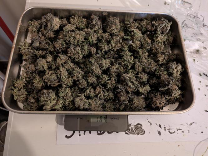 Peyote Critical. Week 15