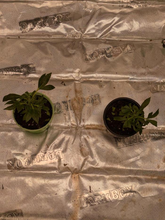 24K Gold clones. Week 1