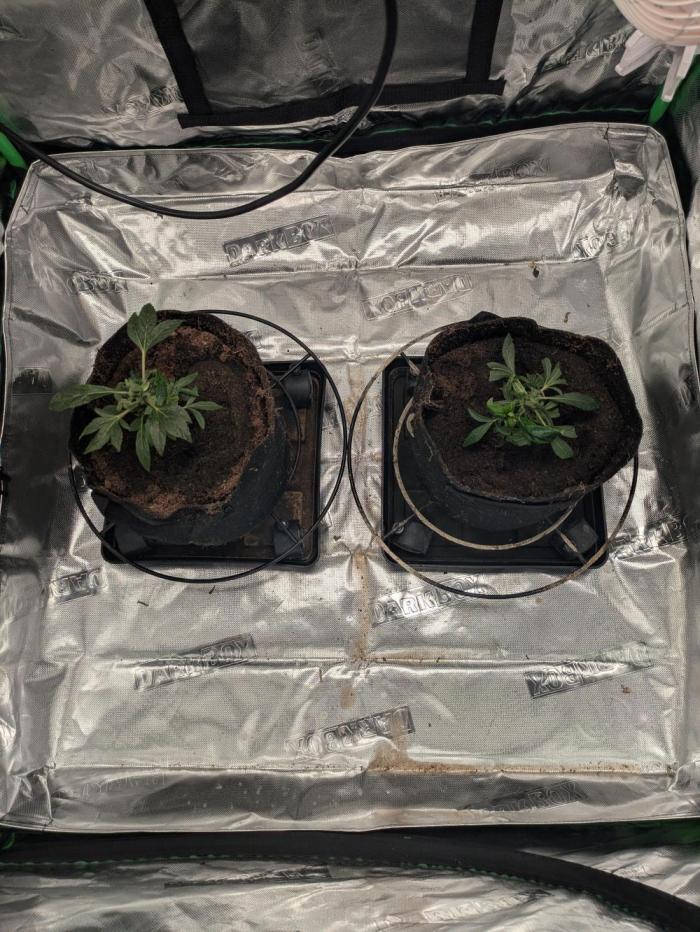 24K Gold clones. Week 2