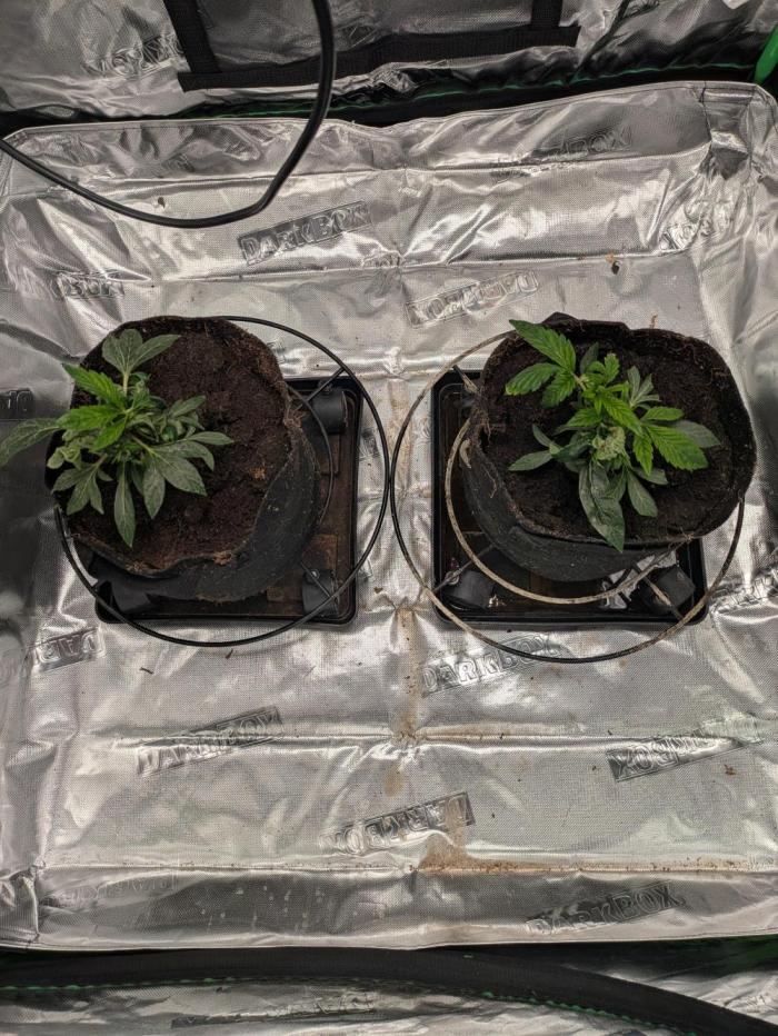 24K Gold clones. Week 3