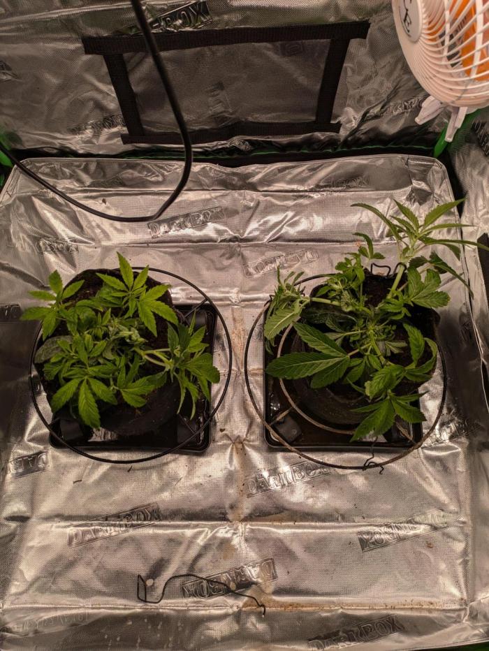 24K Gold clones. Week 4
