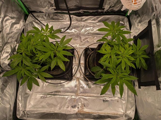 24K Gold clones. Week 5
