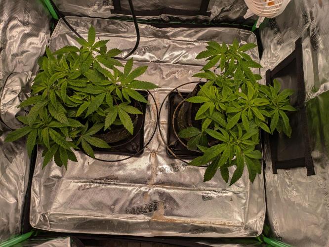 24K Gold clones. Week 5