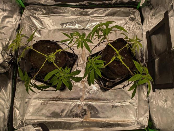 24K Gold clones. Week 5