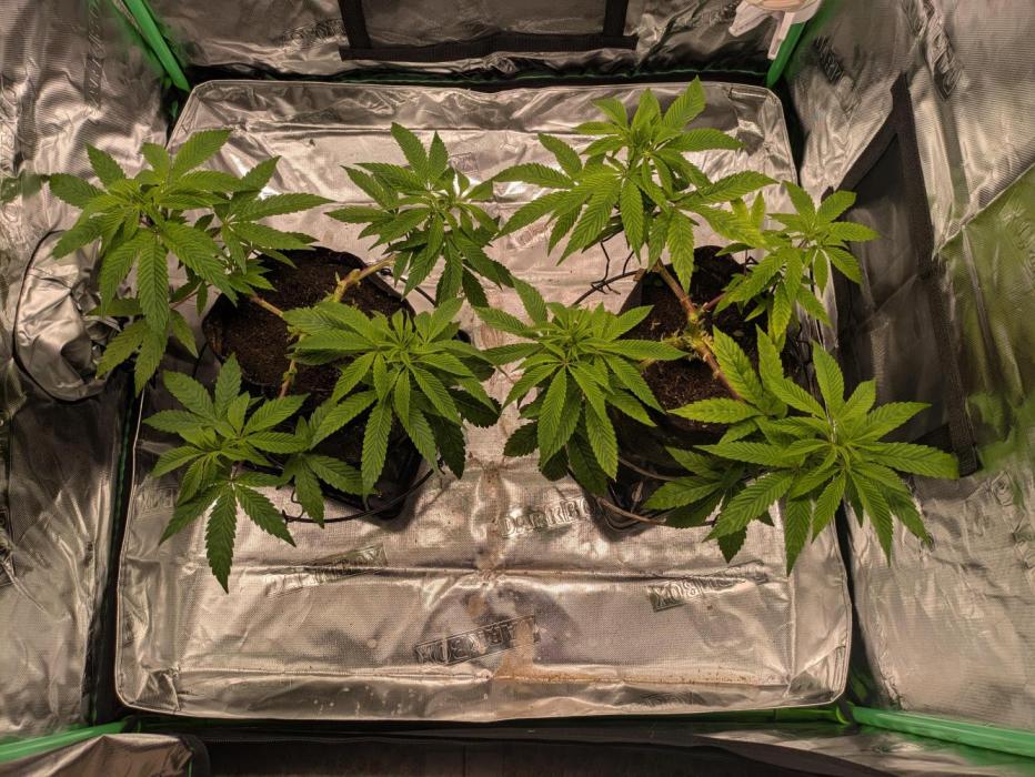 24K Gold clones. Week 6