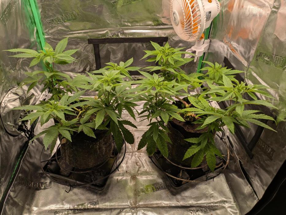 24K Gold clones. Week 7