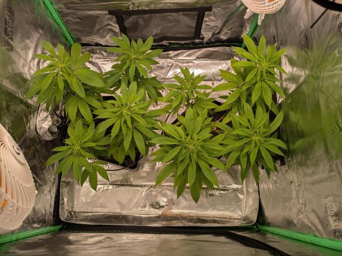 24K Gold clones. Week 8