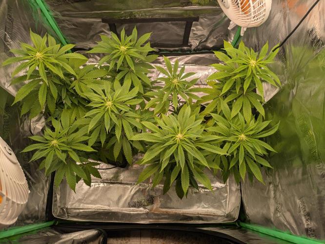 24K Gold clones. Week 9