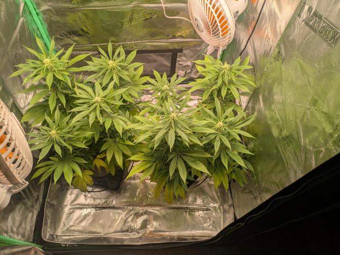 24K Gold clones. Week 10