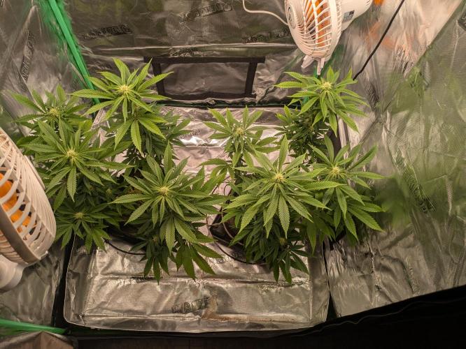24K Gold clones. Week 10