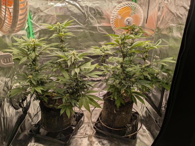 24K Gold clones. Week 10