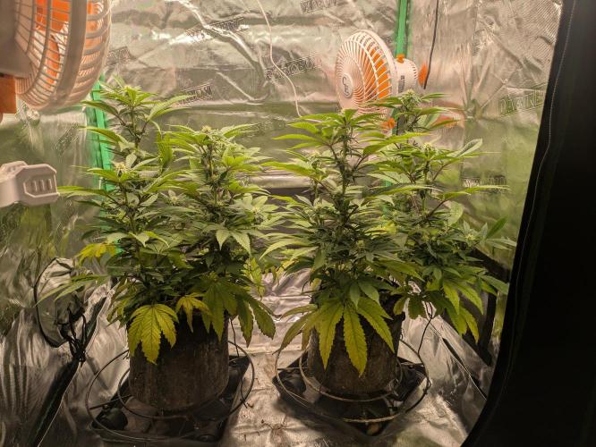 24K Gold clones. Week 10