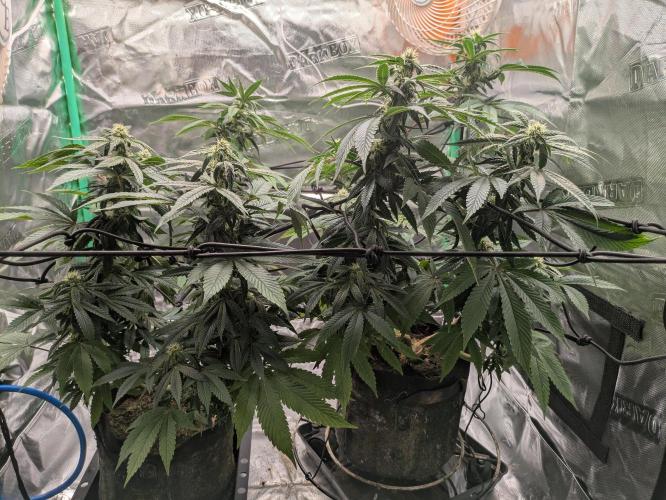 24K Gold clones. Week 11