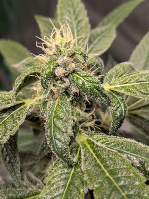 24K Gold clones. Week 12