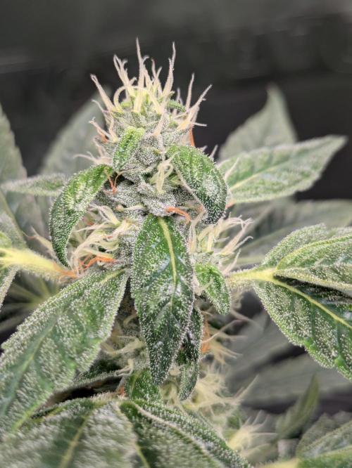 24K Gold clones. Week 12