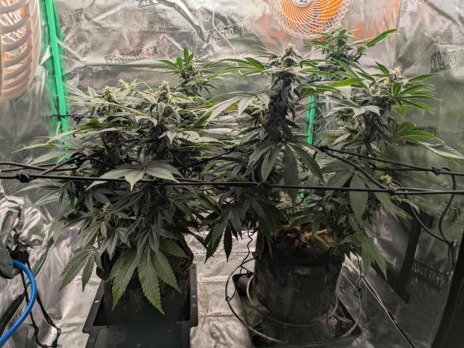 24K Gold clones. Week 12