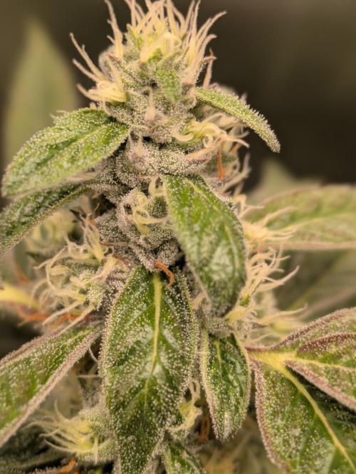 24K Gold clones. Week 13