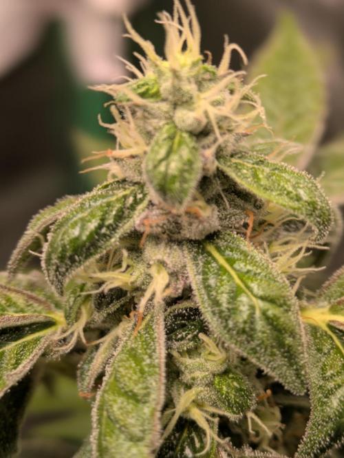 24K Gold clones. Week 13