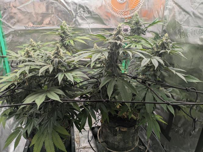 24K Gold clones. Week 13